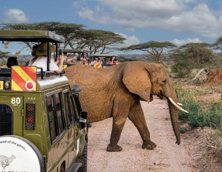 An African elephant walking in front of two safari vehicles in Kenya on a classic tour